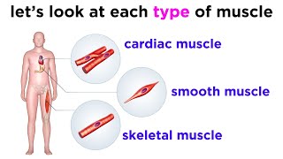 Types of Tissue Part 3 Muscle Tissue [upl. by Nylavad]