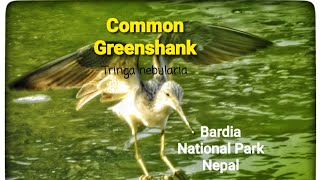 Common Greenshank Bardia national park Nepal [upl. by Nicholle881]