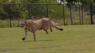 Cheetahs Running [upl. by Ogram95]