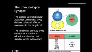 Immunology Naive t cells activation and proliferation [upl. by Lemhar85]