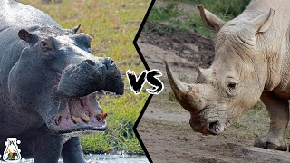 HIPPOPOTAMUS VS RHINOCEROS  Who Would Win A Fight [upl. by Yewed]