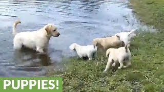 Labrador father teaches his puppies to swim [upl. by Enicul]