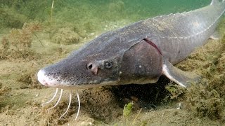 Saving the Sturgeon And we filmed them SPAWNING [upl. by Fritts149]