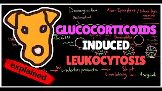 Mechanism of Glucocorticoidsinduced Leukocytosis Why WBC and neutrophils increase on Prednisolone [upl. by Ahsilef]