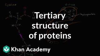 Tertiary structure of proteins  Macromolecules  Biology  Khan Academy [upl. by Anastasie]