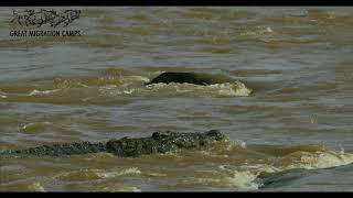 Crocodile kills wildebeest  Mara River Serengeti with Great Migration Camps [upl. by Hahcim719]