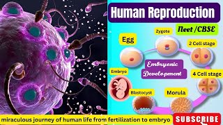 Fertilisation amp Embryonic DevelopmentHuman Reproduction Class 12th Biology ch3 ncertneetCbse [upl. by Ycniuq]