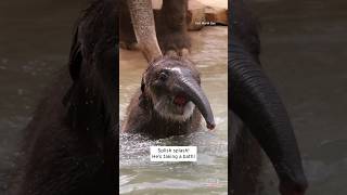 Baby Elephant Goes Swimming for the 1st Time shorts [upl. by Bannasch]