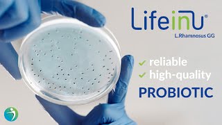 LifeinU® L rhamnosus GG The New Choice of Reliable HighQuality Probiotic [upl. by Essenaj]