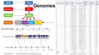 Genomes DNA Sequencing Noncoding RNA and Genetic Mutations [upl. by Garvey]