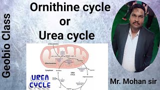 Ornithine cycle or urea cycle [upl. by Otiv658]