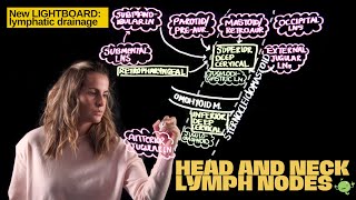 Lymph Node Groups and Drainage of the Head and Neck [upl. by Nikral516]