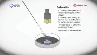 Test de Coggin LABVET JORDAN [upl. by Lally]