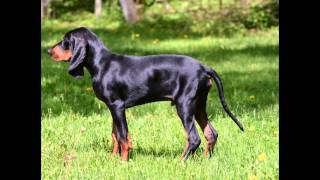 Черноподпалый CoonhoundBlack and Tan Coonhound порода собак HD slide show [upl. by Fiedler209]