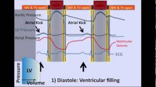 The Cardiac Cycle [upl. by Adnarom]