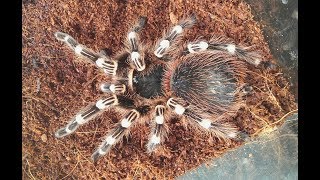 Краткое описание вида паука птицееда Acanthoscurria geniculata [upl. by Araek]