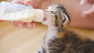 How To Make Homemade Kitten Milk Replacer [upl. by Ameluz144]