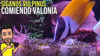 Alga valonia como eliminar  Siganus vulpinus comiendo alga valonia [upl. by Naman]