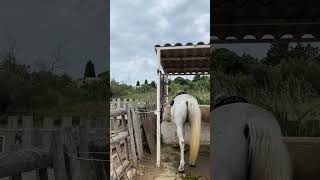 Camargue Horses shorts france camargue horses promenade cheval [upl. by Urban62]