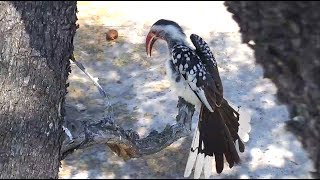 Djuma  Redbilled hornbill call some display and grooming [upl. by Assirehc517]