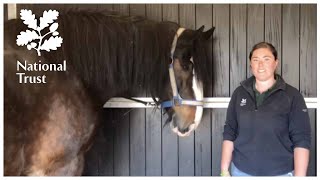 Bath time for our shire horses  Video diaries from National Trust Wimpole Home Farm [upl. by Nwahsear659]