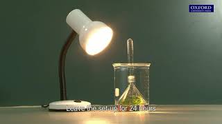 Practical 201 Detection of oxygen produced in photosynthesis [upl. by Nnyleuqcaj]