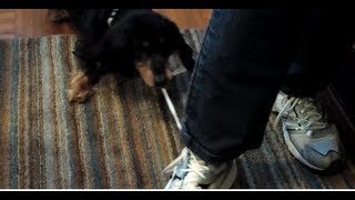 Cute Dachshund Bites Shoelaces for Fun [upl. by Bartram]