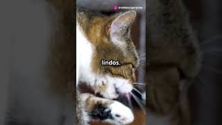 LOS BIGOTES DE LOS GATOS sabiasque divertido tips gatos [upl. by Modeerf]