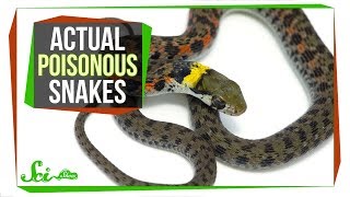 Behold—Poisonous Snakes Yes You Read That Right [upl. by Whalen]