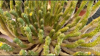 Euphorbia inermis Another South African Caudiciform Succulent  Episode 127 [upl. by Asillam]