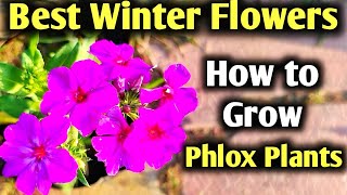 Grow Beautiful Phlox Flowers Plants  How to Grow Phlox Flower Plants  Winter Flowers Plants  2022 [upl. by Fagaly]