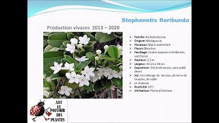 Fiche technique Stephanotis floribunda Plante dintérieur [upl. by Lanaj]