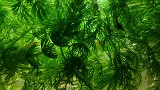 Floating Hornwort [upl. by Ahsatsana747]