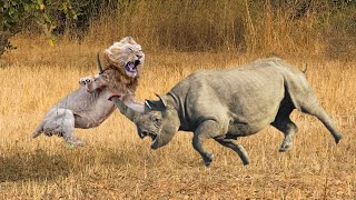 RHINO KILLS LION FIGHT TO THE DEATH [upl. by Jurkoic]