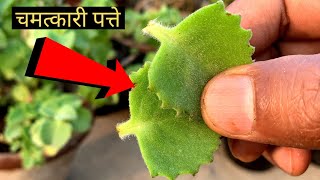 इस पत्ते के आगे लाखों की दवाई फेल हैं बहुमूल्य ayurvedic Plant [upl. by Colier]