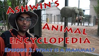 Ashwins Animal Encyclopedia  What is a Mammal [upl. by Kone]