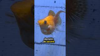 Pez MOLLY Balón “La Paca” ¡Embarazada ¿Tronara 🐡💥 aquarium guppy snail fish peces pez [upl. by Laertnom]