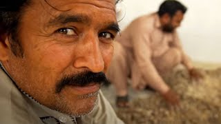 Discover Frankincense from the heart of Oman  Neals Yard Remedies [upl. by Aicarg]