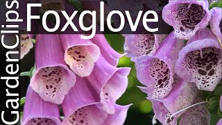 Foxglove  Digitalis purpurea  Growing Foxglove [upl. by Clower338]