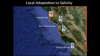 Oysters and Environmental Change Along the California Coast [upl. by Oilejor]