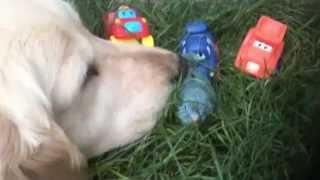 Golden Retriever  Blue Parrotlet Baby Parrotletbirds [upl. by Kcirted210]