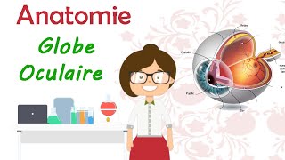 Anatomie  Globe oculaire  l’œil  cours de 2 ème année médecine [upl. by Annamarie408]