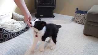 Very Smart Border Collie Puppy Tricks [upl. by Ailisec]