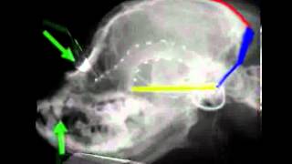 Cavalier King Charles skull changes with Chiari Malformation CM and Syringomyelia SM [upl. by Harriett998]