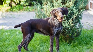 Grooming Tips for German Wirehaired Pointers [upl. by Sielen]