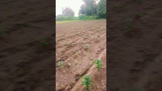 farming in banthi banthi banthitlongacbep farmlife farmers farming caltivation reels song [upl. by Edeline]