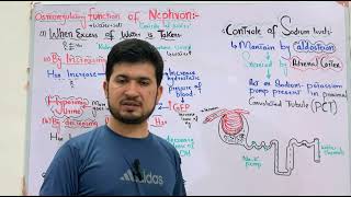 Osmoregulatory function of nephron or Kidney control of water control of sodium level MDCAT Bio [upl. by Nelrsa]