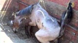 Amaryllis Farm  Horse Slaughter Lies Exposed PART 12 [upl. by Aernda]