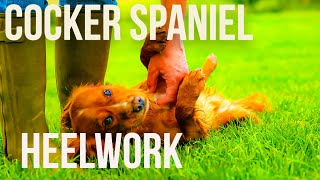 Training Cocker Spaniels [upl. by Neelie]