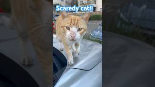 Scaredy Cat funnycats scaredycat funnyshorts [upl. by Leede]